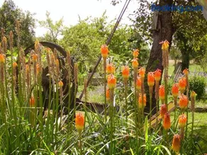 Au Grand Pré - Image 5