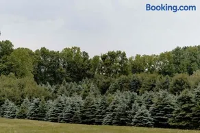 Christmas Tree Farm - Evergreen Escape - Image 4