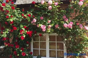 Rose Cottage - Image 5