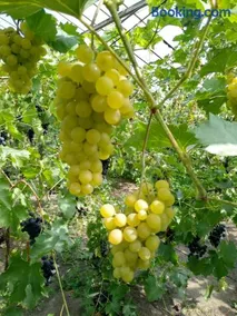 Agroturystyka Lulkowo - Image 4
