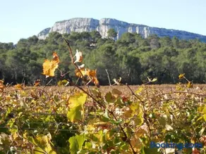 Séjour Pic Saint Loup - Image 2