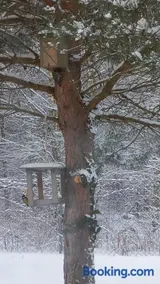 sosnowelowe - Image 3
