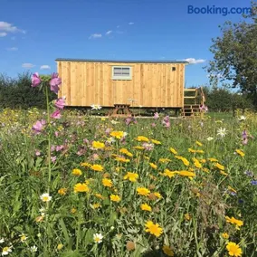 8 - Sunflower - Image 1