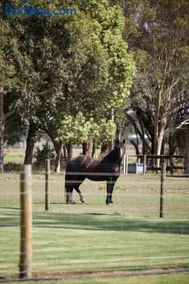 Feather & Nest - Private Farm Stay King Beds & Tennis Court - Image 2