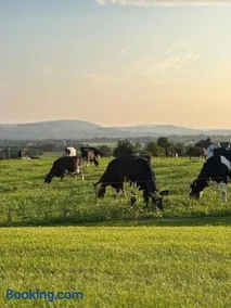 The Cows Field - Image 2