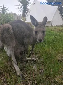 Macedon Ranges Glamping with kangaroos - Image 5