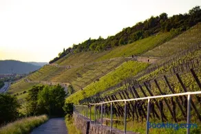 Weingut Leininger Ferienwohnungen - Image 2