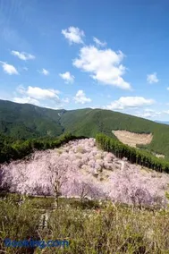 Rebe東吉野 - Image 2