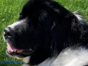 Appartamento con terrazza, barbecue e giardino | Sono ammessi animali domestici - Image 2