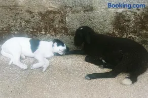 Casa en campo para desconectar en Madrid con Animales - Image 3