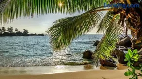 Baga Beach Palms - Image 1
