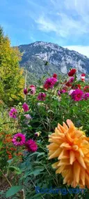 Appartamento accogliente e familiare con terrazza, griglia e giardino - Image 2