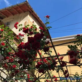 Apartmani Banina - Image 1