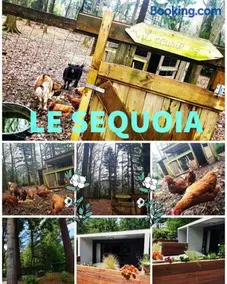Le séquoia - Image 4