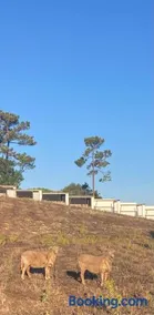 Casas de São José - Image 3