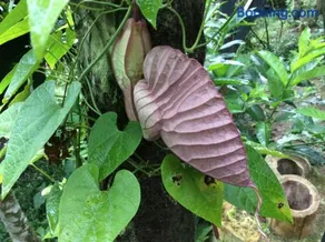 Guayabo Verde - Image 5
