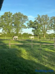 Havre de paix au cœur d'un domaine équestre - Image 2
