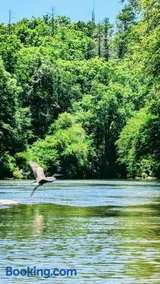 River Retreat Cabin - Living Water Farm - Image 4