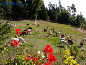 Alpaca-Village - Image 3