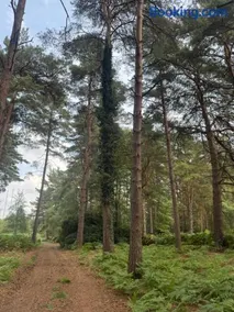 Cobbett Hill Camping - Image 3