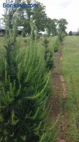 Rural life on a real Christmas tree farm! Hallmark experience! - Image 3