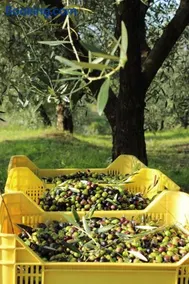 Tenuta delle Rose - Image 3