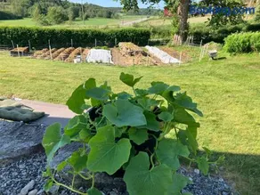 Bilitt gård - Image 4