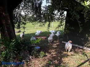 Agriturismo la Scala - Image 3