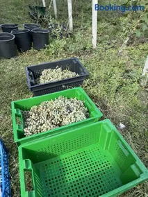 Winery Matisi - Image 3