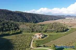 Palladio Vineyard - Image 2