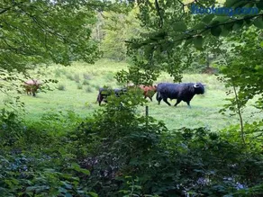 Naturskøn landidyl på Ibækgaarden - I egen bolig - Image 3
