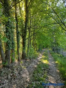 Domek w lesie - Image 3