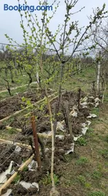 Iulian's Wineyard House Carei, near Thermal Spa - Image 2