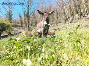 La Baita nel Bosco - Image 2