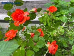 AnNam Stay NEW HOTARUGAIKE - Image 4