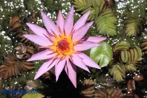 El Solar de Belén - Image 1