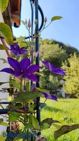 Nature Hideaway - Image 3