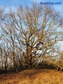 Seesternchen - Image 2