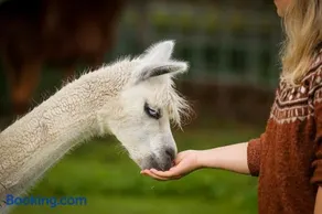 Sleep with Alpacas I Glamping Retreat in National Park Thy - Image 2
