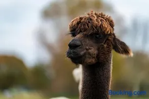 Alpaca Hideaway - Image 2
