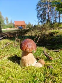 Domek w lesie - Image 5