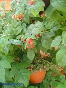 Tanzanit - Image 2