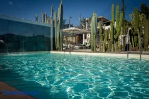 Garden Cactus - Image 2