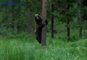 Bear Watching Hide of Alutaguse - Image 1