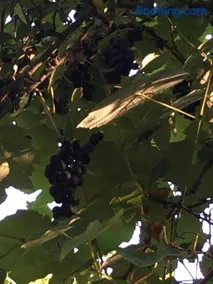 La Ferme Des Vignes - Image 4