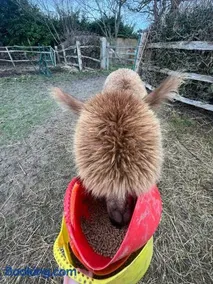 The Woolly Retreat Alpaca shepherds hut - Image 4