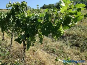 Oasi di Mastarone - Il vino e le Rose - Image 2