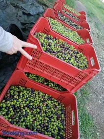 Il Podere di Sole - Image 1