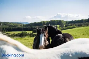 Clissmann Horse Caravans Glamping - Image 5