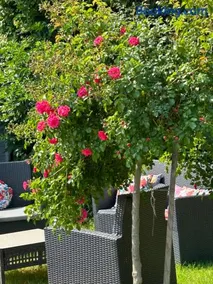 La Glycine B&B - Image 2